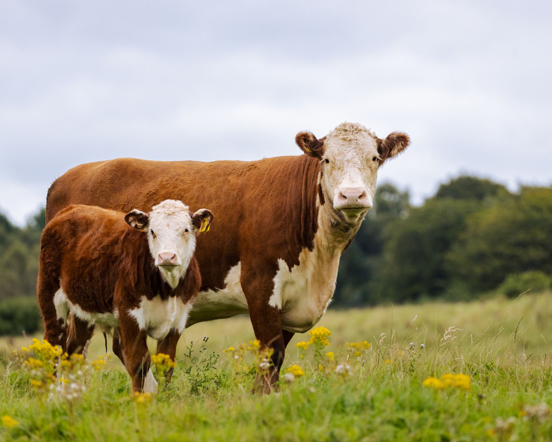 Фураж,  намаляващ емисиите на метан при говедата, е одобрен от ЕС