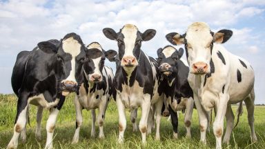 Трябва да намалим консумацията на говеждо и овче месо до две порции седмично, за да спасим климата