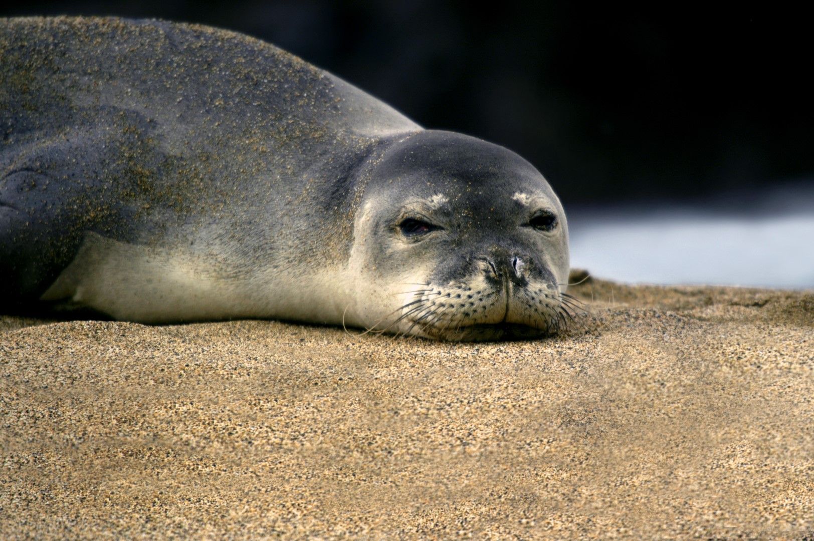 Тюлен монах си почива на брега на остров Алонисос