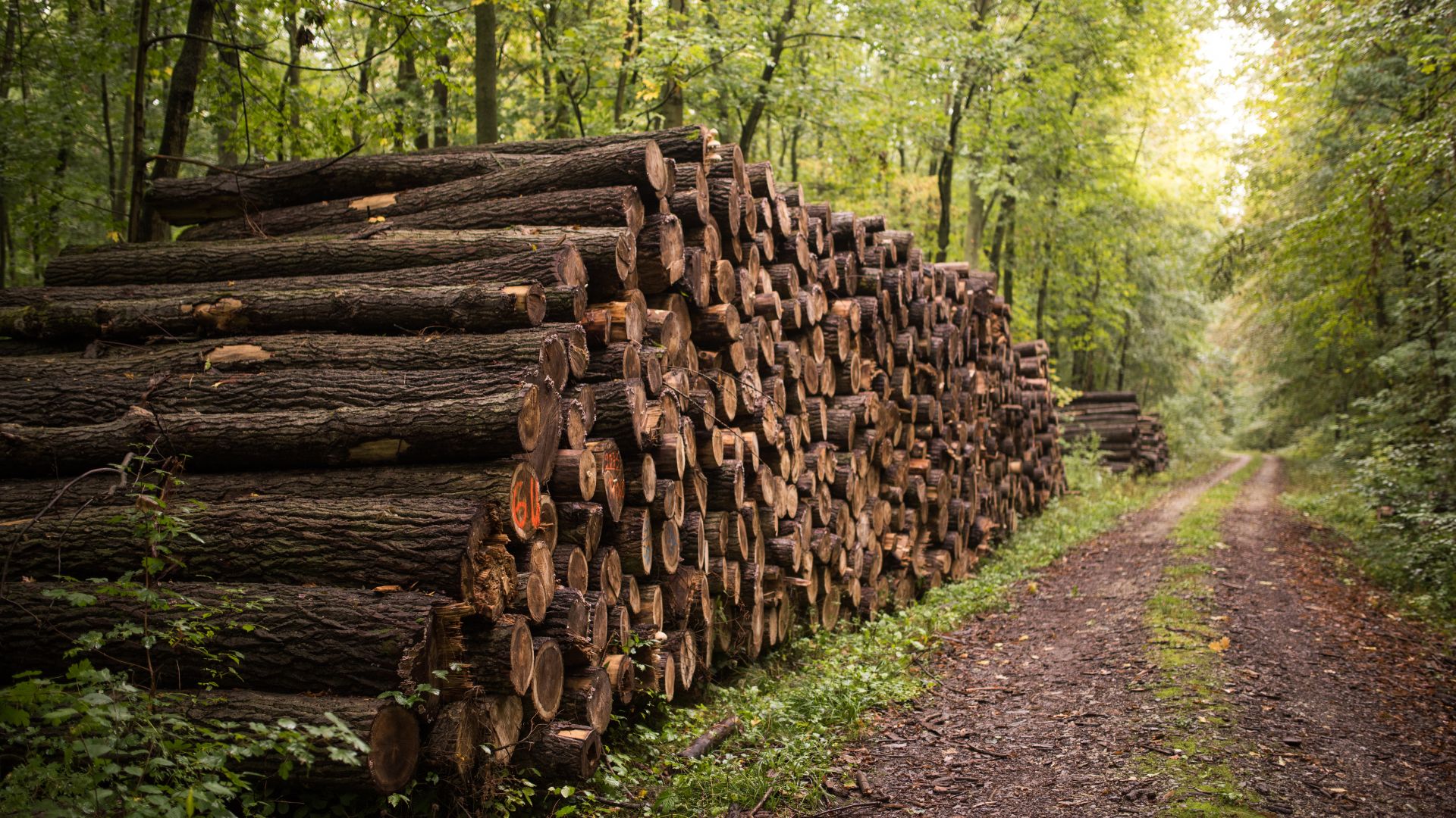 Горски служители разкриха канал за добив и търговия с незаконна дървесина в Бургаско