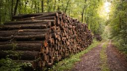 Електронната продажба на дървесина вдигна приходите на горските предприятия с близо 35 млн. лв.