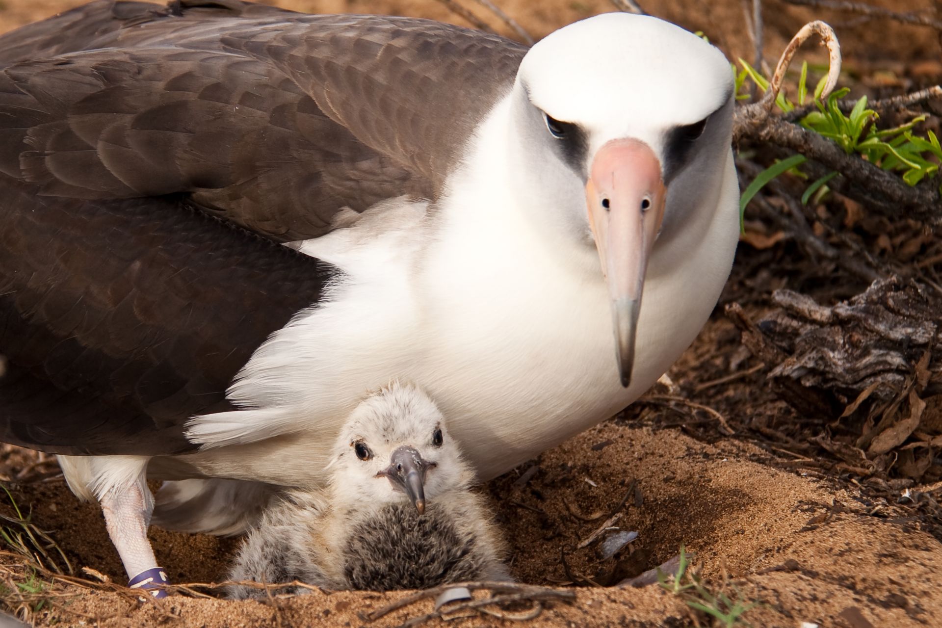 Албатросите се "развеждали" по-често заради жегите