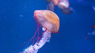 Властите в Гърция предупреждават за истинско нашествие от токсични медузи