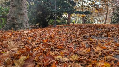 Преди есента да отстъпи пред зимата: Шарен килим покри Морската градина във Варна
