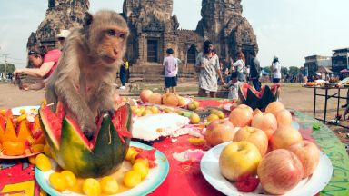 Фестивал-бюфет за маймуни се проведе в Тайланд (снимки)