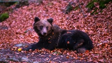 Спасителният отряд на WWF проведе успешна акция по преместването на