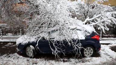 София осъмна в сняг: десетки дървета се прекършиха, транспорни неволи в час пик