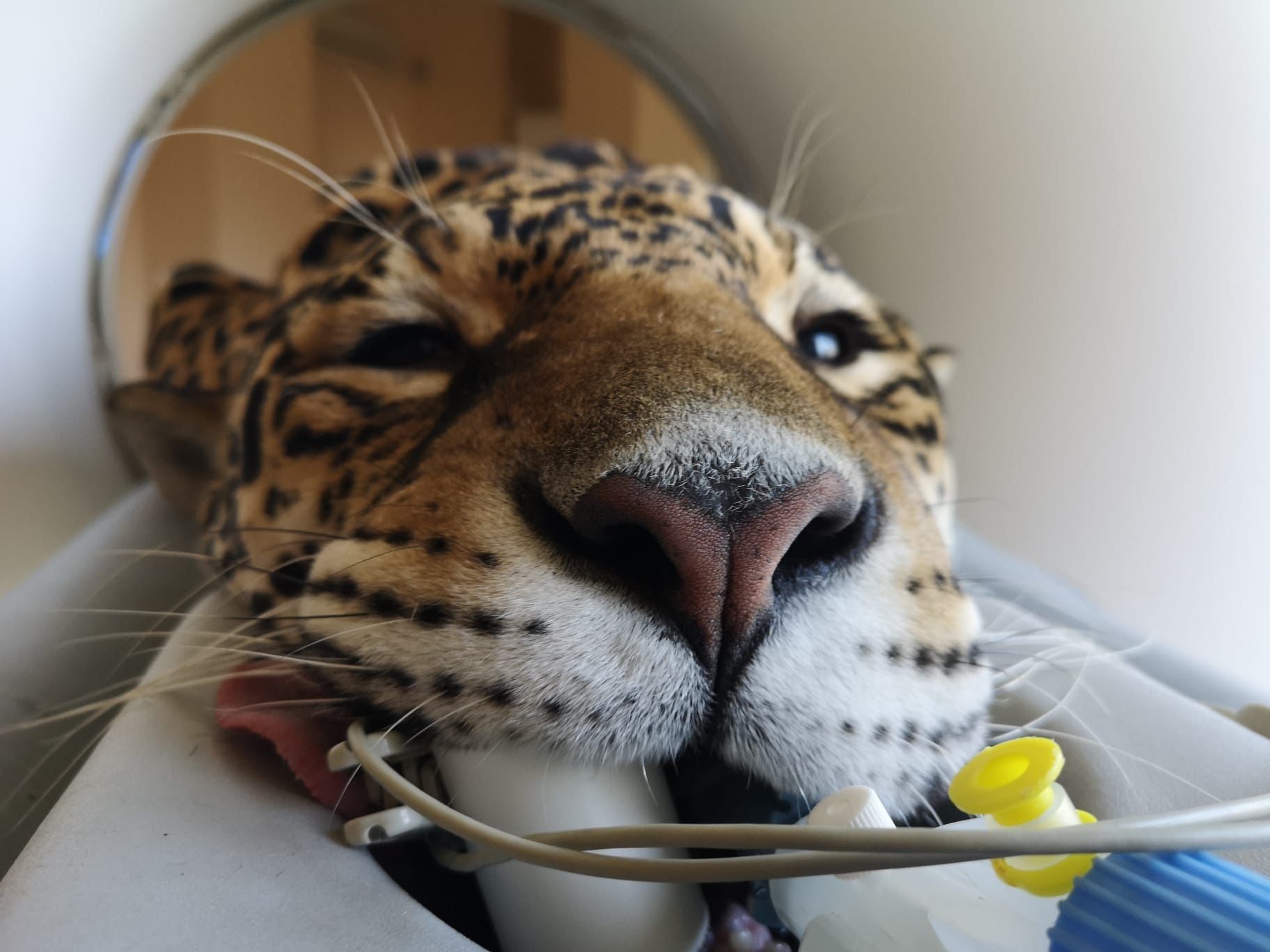 Ягуарката Крейзи от Софийския зоопарк премина пълен профилактичен преглед