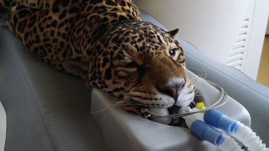 Женският ягуар Крейзи 16 г и четирите египетски лешояда 2