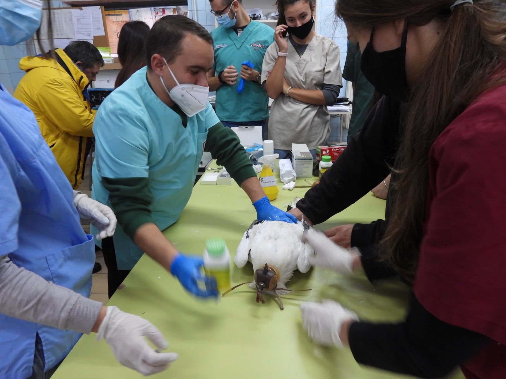 Четирите египетски лешояда (2 мъжки и 2 женски) отглеждани в Софийския зоопарк бяха подложени на обстоен ветеринарен преглед
