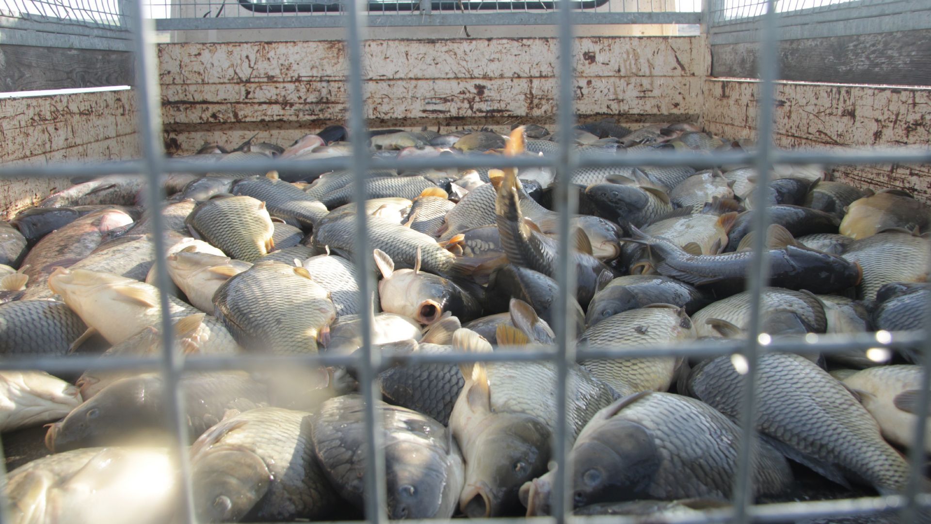 Китай тества уловената в морето риба за COVID-19
