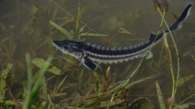В долното течение на река Дунав на границата между България
