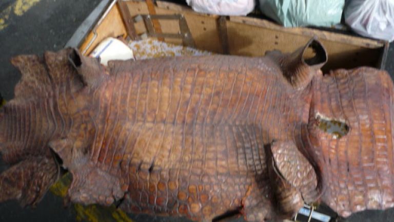 Митнически служители задържаха крокодилски и змийски кожи в карго пратка