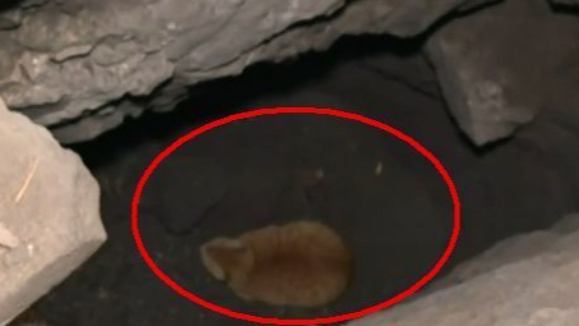 Спасяват котка в прокопаните тунели в Пловдив