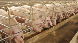ЕС облекчи търговията с живи свине и продукти от тях за части от България