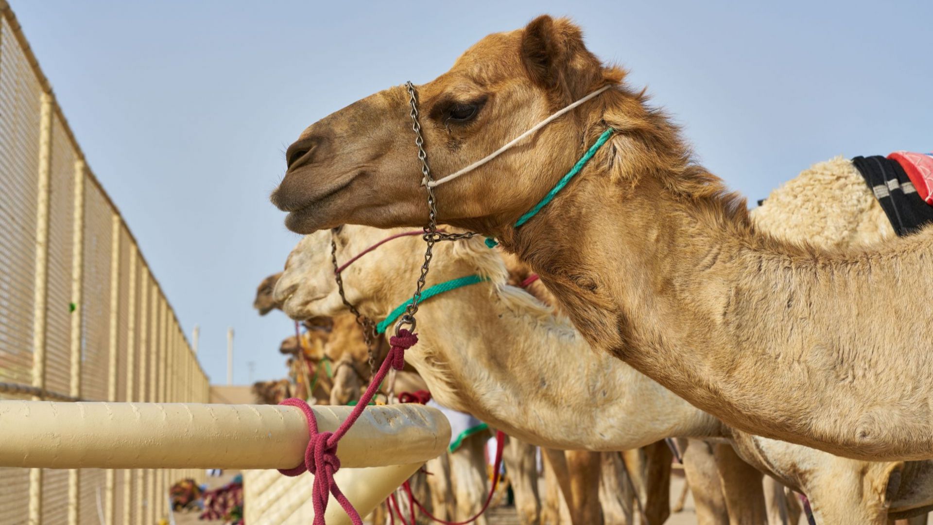 40 камили бяха дисквалифицирани от конкурс за красота заради ботокс в устните и носовете