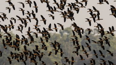 Великобритания е изправена пред най голямото огнище на птичи грип досега