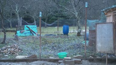 Домашни животни са убити след нападение на мечка в тетевенска