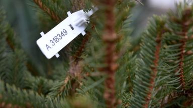 Търговията с коледни дръвчета във Варна е в разгара си