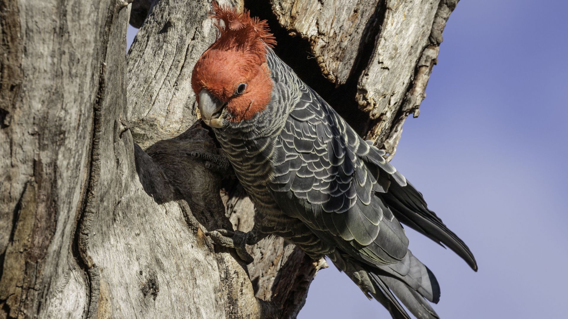 Албум от песни на застрашени птици е в топ 5 на Австралия