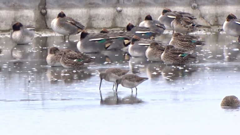 Два дългоклюни (берингови) вретенара (Limnodromus scolopaceus) са наблюдавани на Атанасовското
