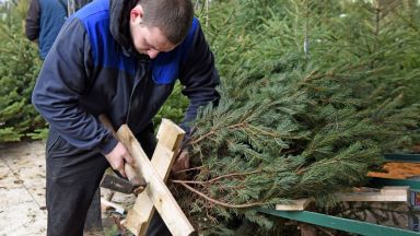 За да знаем какви грижи да полагаме за коледното дръвче