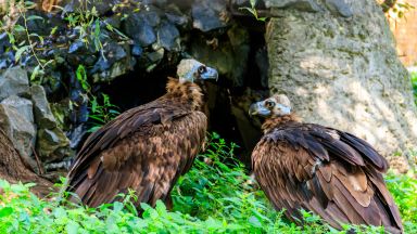 Двойка черни лешояди ще бъдат отглеждани в Софийския зоопарк за