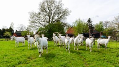 Стадо животни без надзор вдигна накрак полицията в Русе Жители
