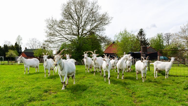 Стадо животни без надзор вдигна накрак полицията в Русе. Жители