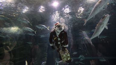 Самият Дядо Коледа нахрани акулите и поплува дружно със скатовете