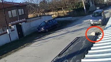 Полицията в Пазарджик разследва случай за умишлено прегазване на куче