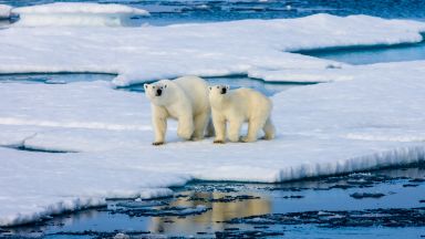 По малко изгладнели полярни мечки се очаква да търсят храна тази