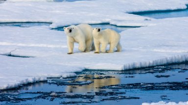 По малко изгладнели полярни мечки се очаква да търсят храна тази
