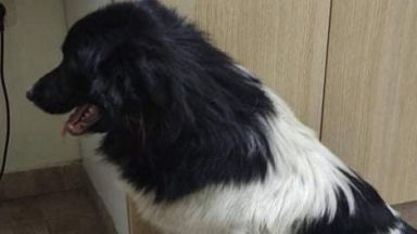 Задържан е мъжът прегазил умишлено с автомобила си куче в