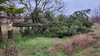 Вандалско отсичане на дърво скандализира Плевенското село Гулянци 17 метрова елха