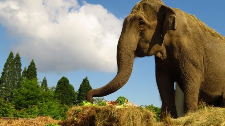 Напусна ни индийската слоница Артайда - най-възрастното животно в Софийския