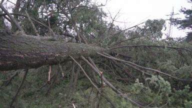 Седемнайсетметрова ела беше отсечена заради коледна украса в Гулянци Вандалите
