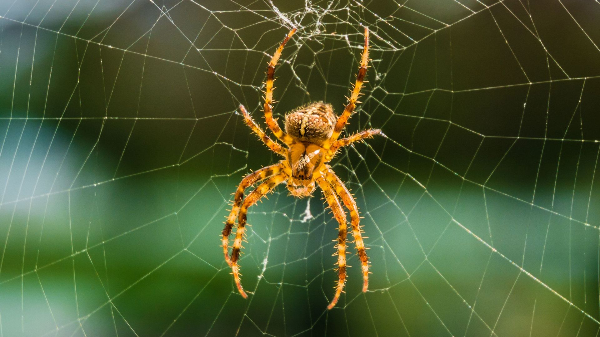 В Австралия бяха официално описани 48 нови вида паяци
