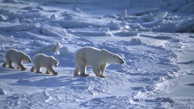 Ледовете ще опазят тази зима арктическите села от набези на бели мечки