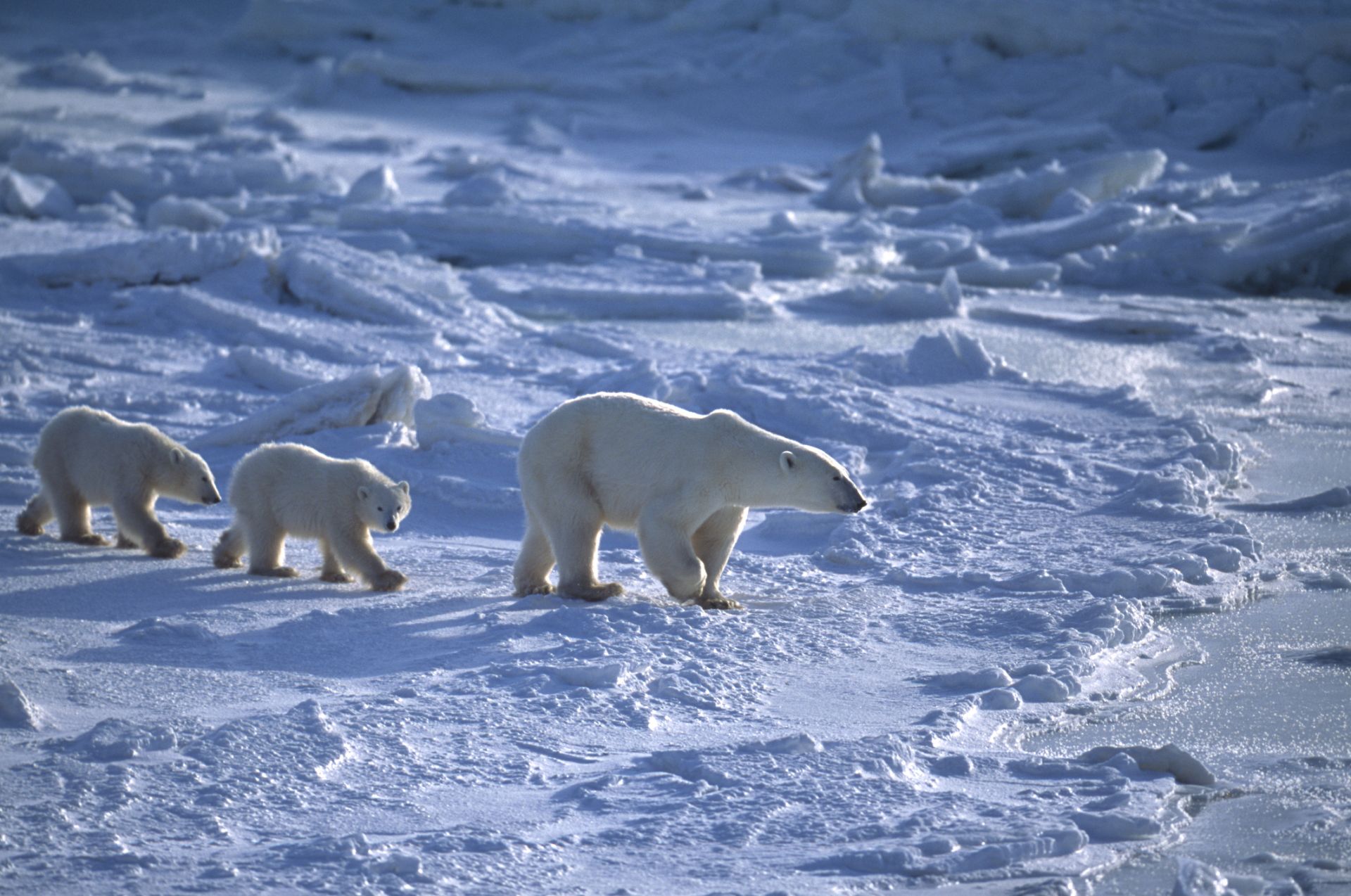 Ледовете ще опазят тази зима арктическите села от набези на бели мечки