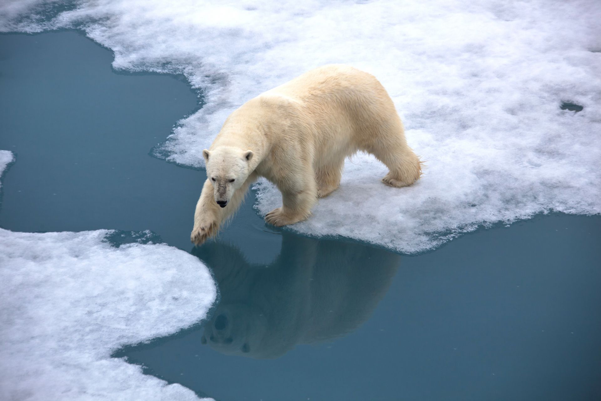 Арктика може да остане без лед още към 2030 година