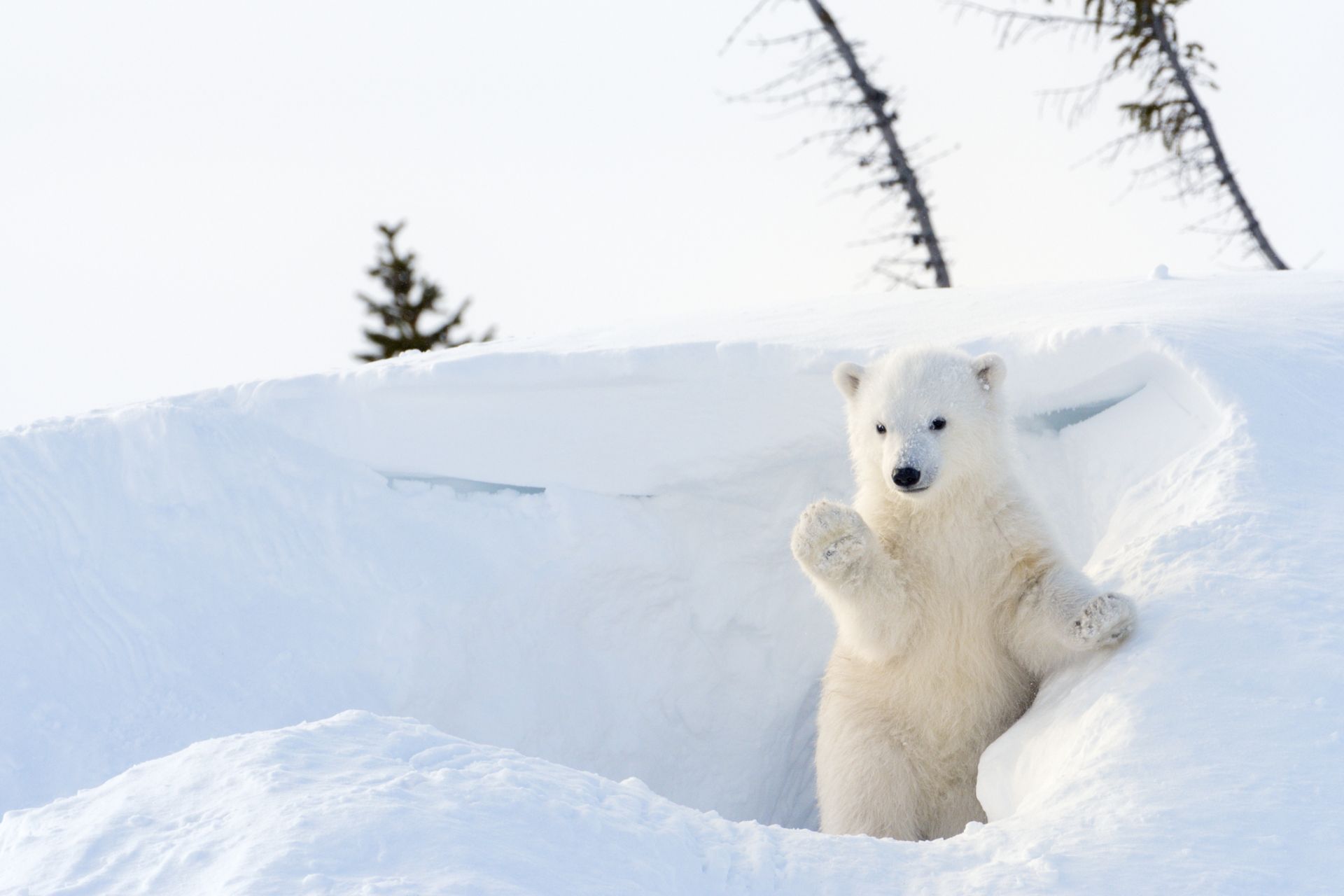 Ледовете ще опазят тази зима арктическите села от набези на бели мечкиЛедовете ще опазят тази зима арктическите села от набези на бели мечки