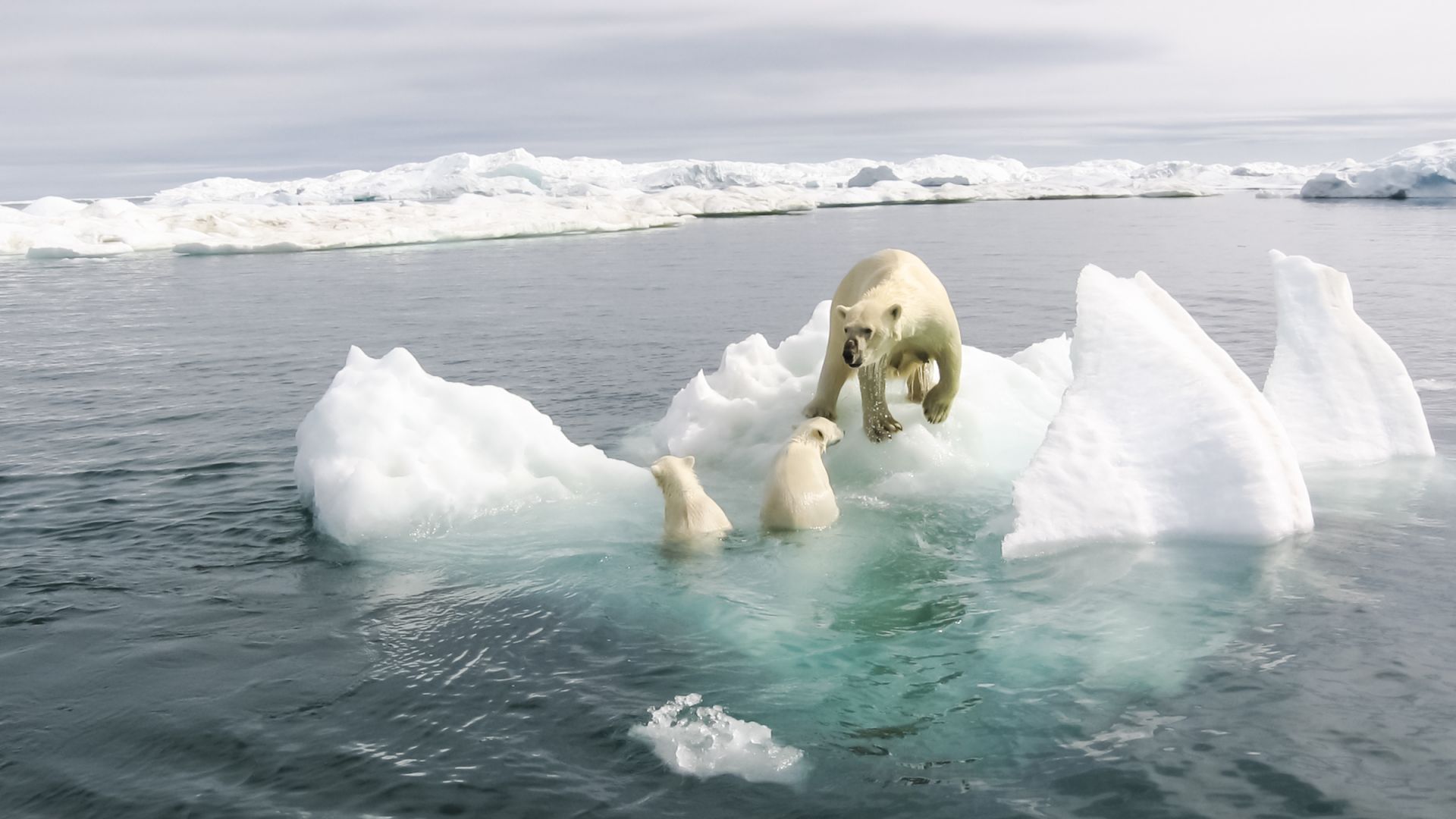Учени откриха в Гренландия нeпозната популация от бели мечки 