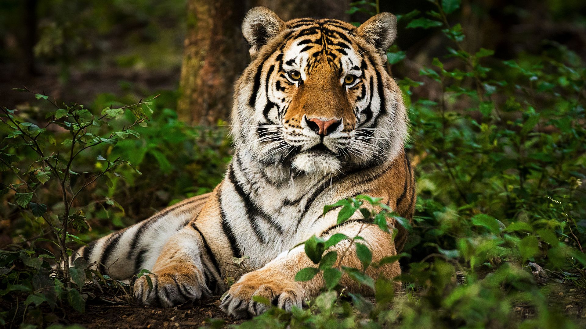 Рекорден брой тигри загинаха в Индия тази година