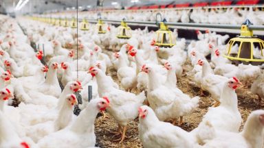 Унищожават близо 400 000 кокошки във ферма в Дебелец заради птичи грип