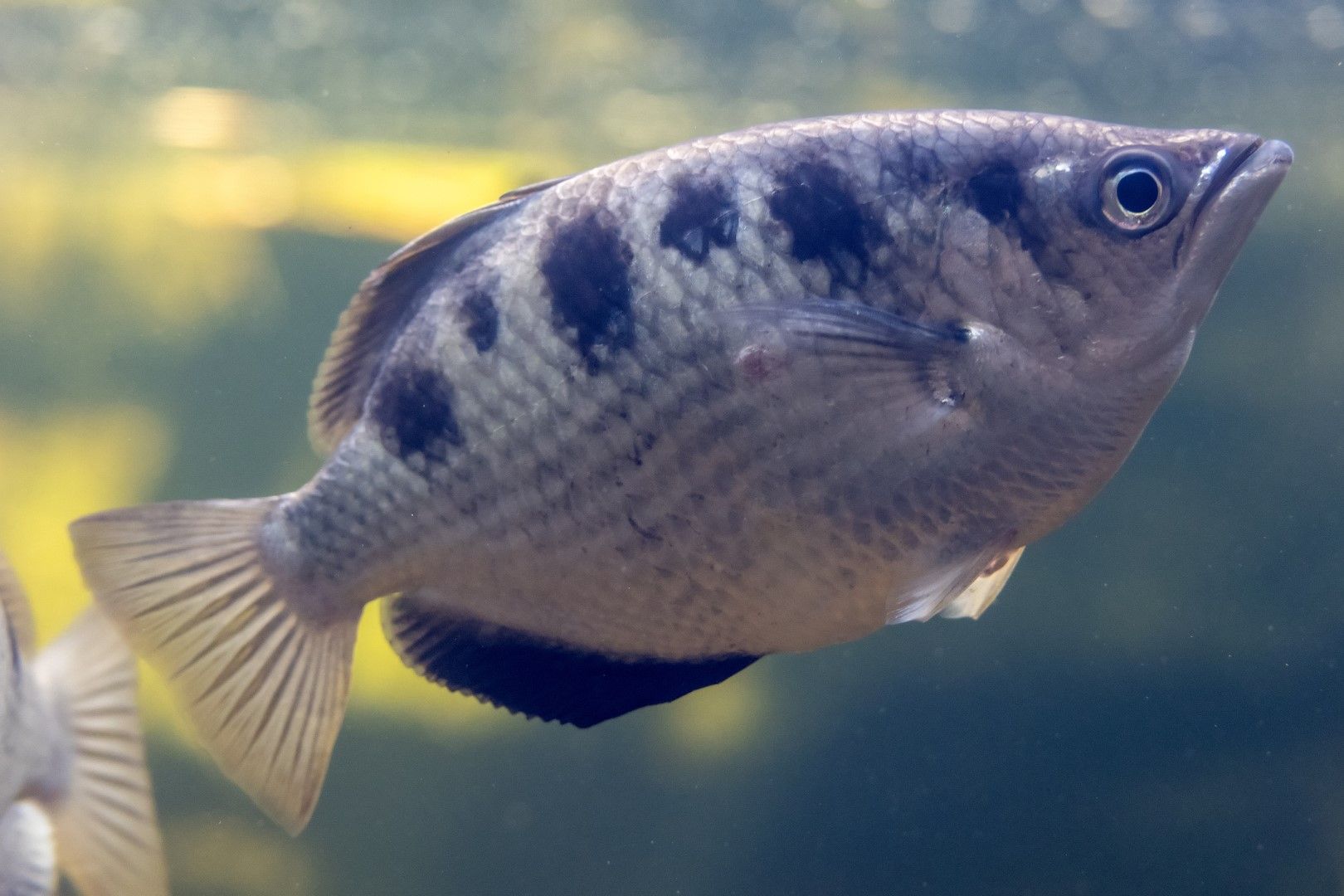 Риба стрелец, Archerfish. Видовете от това семейството са разпространени от Индия до Филипините, в Австралия и Полинезия