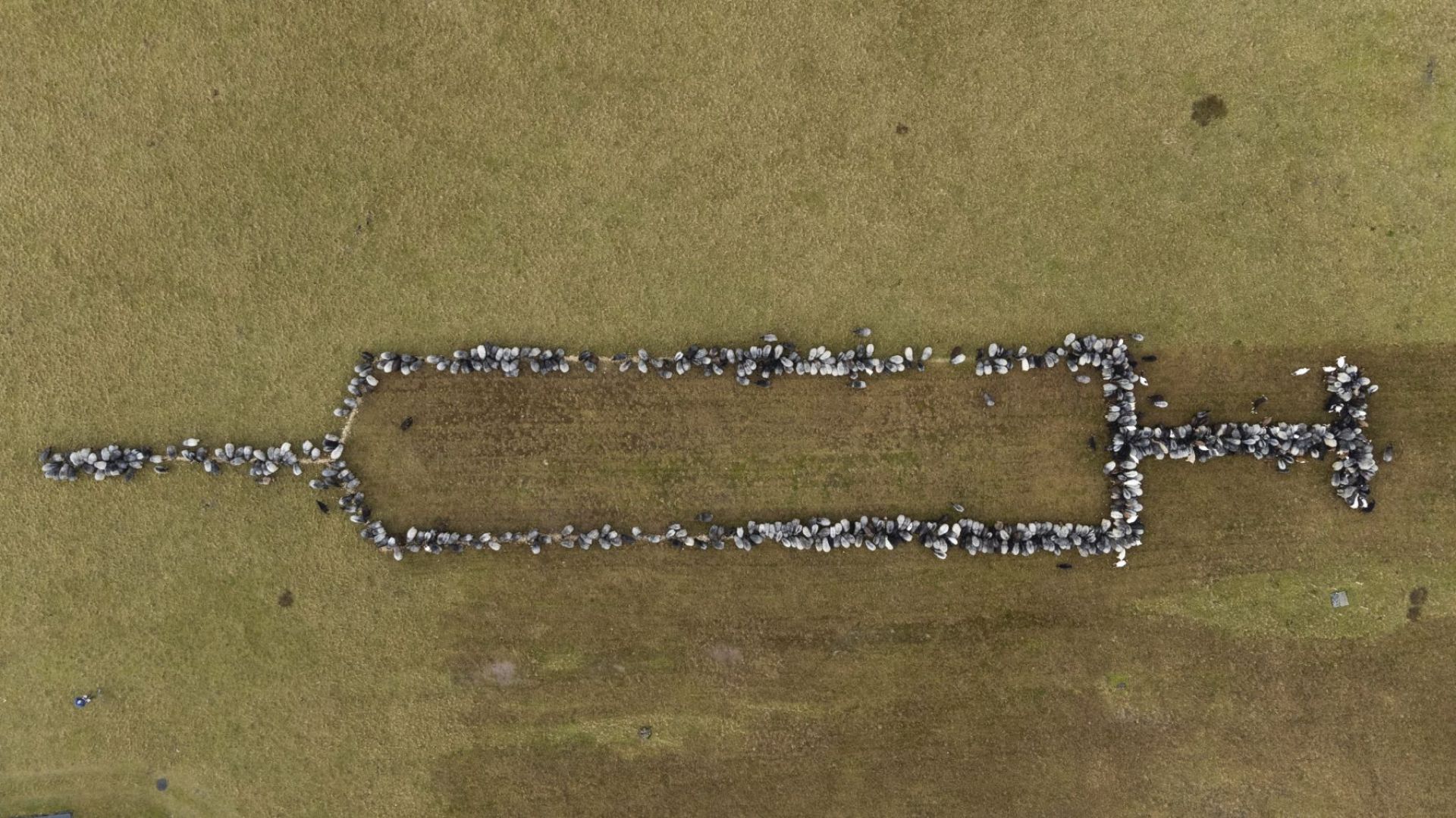 Стадо овце под формата на 100-метрова спринцовка "окуражава" хората да се ваксинират (видео)
