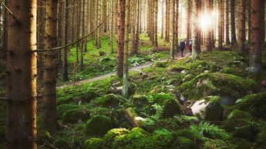 Шведите и специалната им връзка с гората в 15 снимки