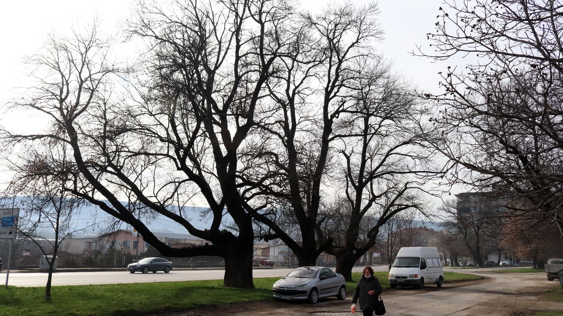 Ето кое е най-старото дърво в България