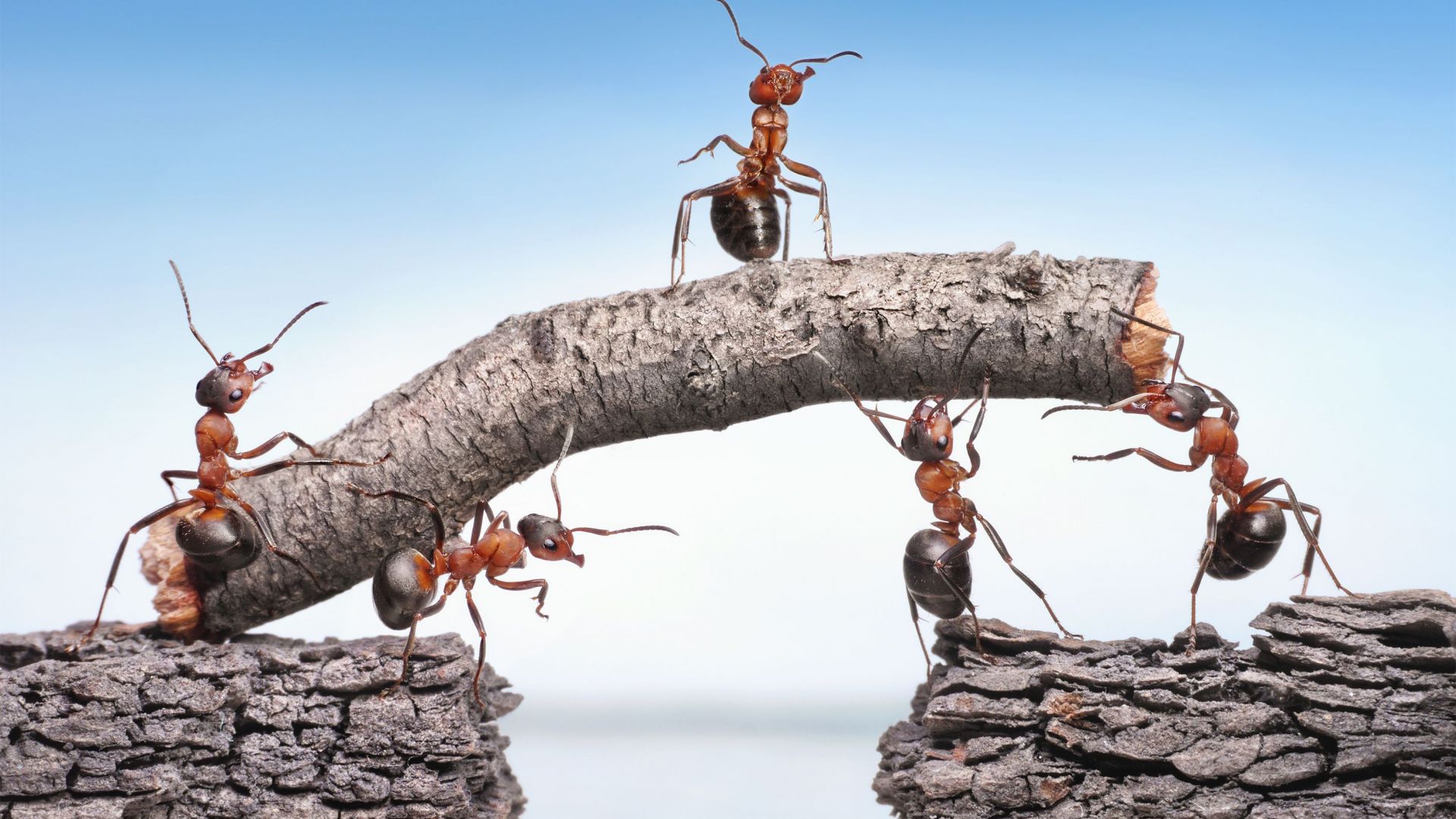 Мравки лекуват раните на дърветата за 24 часа
